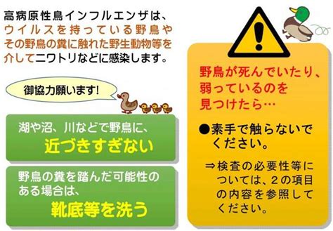 鳥死亡|死亡野鳥（野鳥における鳥インフルエンザ）の対応に。